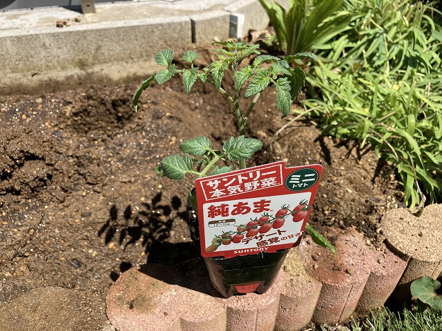 ミニトマト「純あま」 植え付け 5月3日