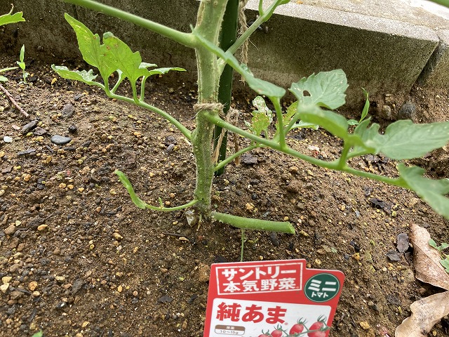 ミニトマト「純あま」 根元からの枝をカット 6月12日