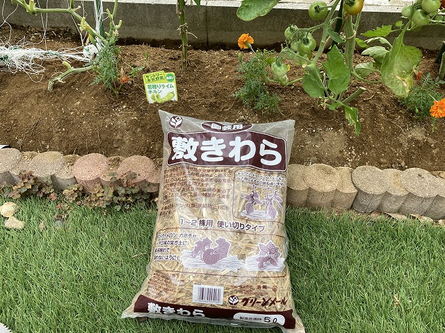 ミニトマト「純あま」 敷きわら 7月10日