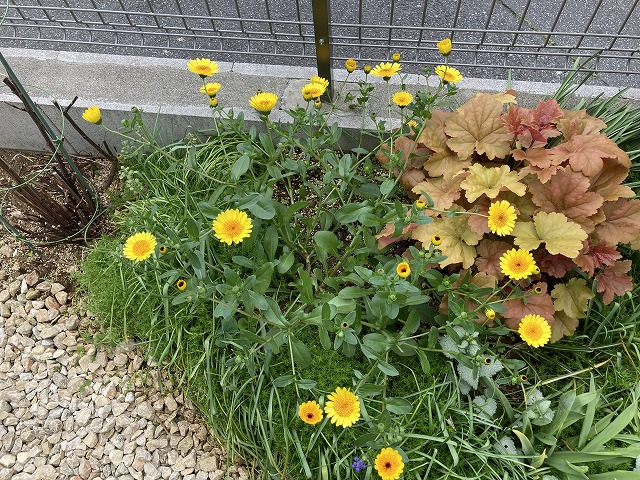 カレンジュラ・まどか「ハニーディップ」　４月29日