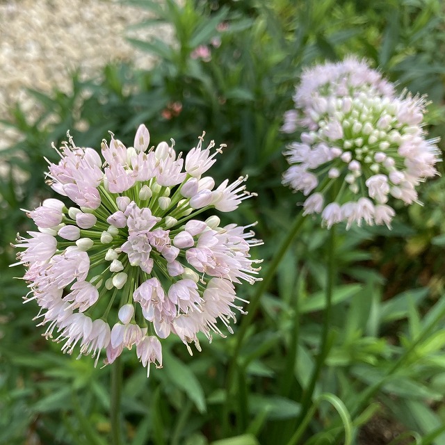 アリウム サマービューティ 花 特徴 育て方 ミレニアム 比較 種類 多年草 宿根草 植えっぱなし サマービューティー ブログ