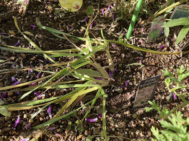 アリウム「サマービューティ」 12月18日