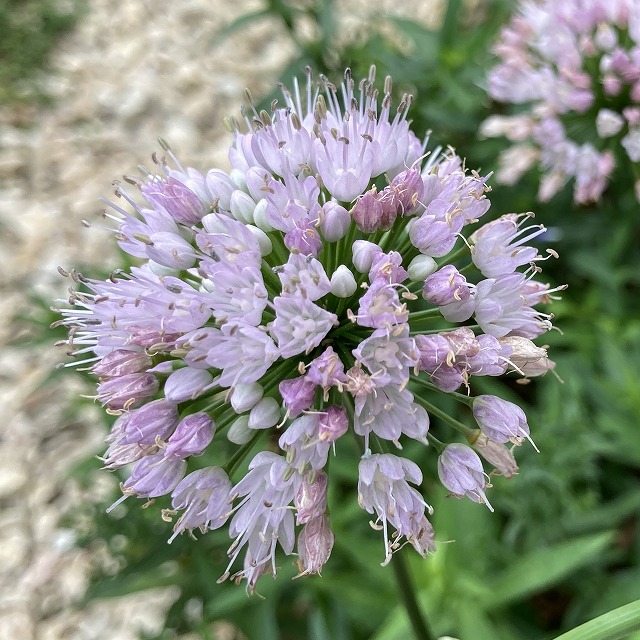 アリウム　花の比較　サマービューティ