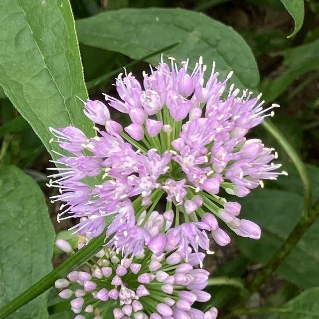 アリウム　花の比較　ミレニアム