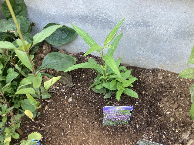 バーベナ・ハスタータ「ブルースパイヤー」　植え付け　2021年７月31日