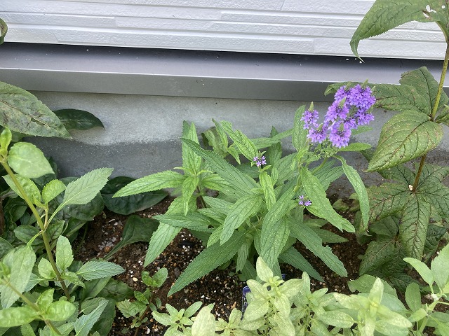 バーベナ・ハスタータ「ブルースパイヤー」　2021年８月18日