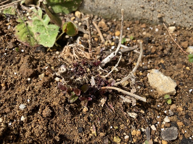 バーベナ・ハスタータ「ブルースパイヤー」　2022年３月19日