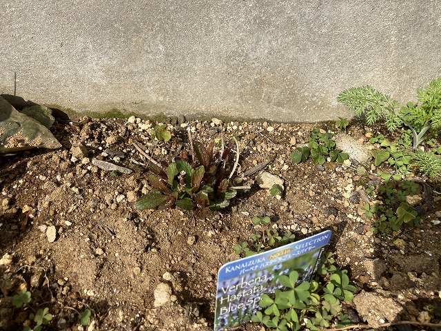 バーベナ・ハスタータ「ブルースパイヤー」　2022年３月31日