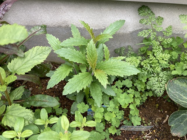 バーベナ・ハスタータ「ブルースパイヤー」　2022年４月20日