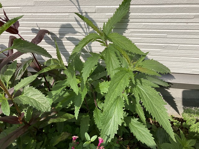 バーベナ・ハスタータ「ブルースパイヤー」　2022年５月８日