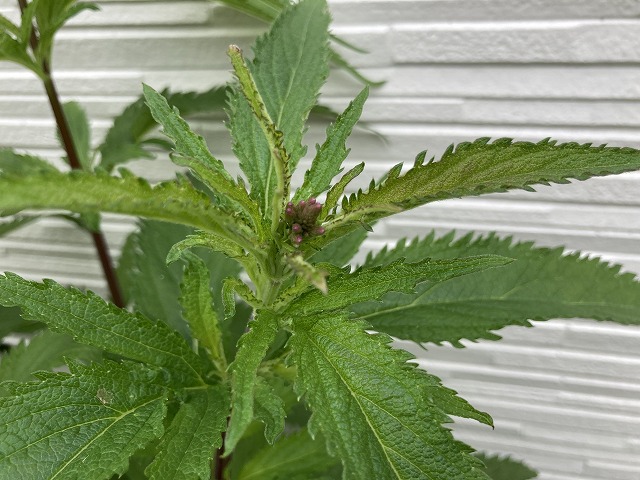 バーベナ・ハスタータ「ブルースパイヤー」　2022年５月22日