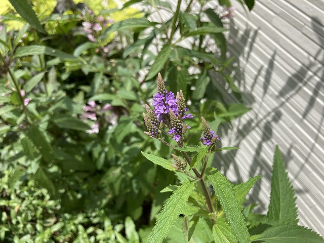 バーベナ・ハスタータ「ブルースパイヤー」　2022年６月１日