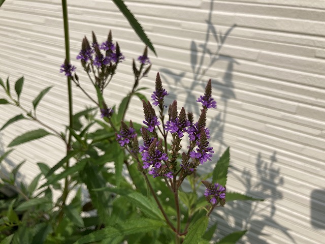 バーベナ・ハスタータ「ブルースパイヤー」　2022年６月５日