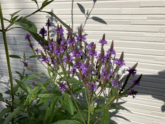 バーベナ・ハスタータ「ブルースパイヤー」　2022年６月13日