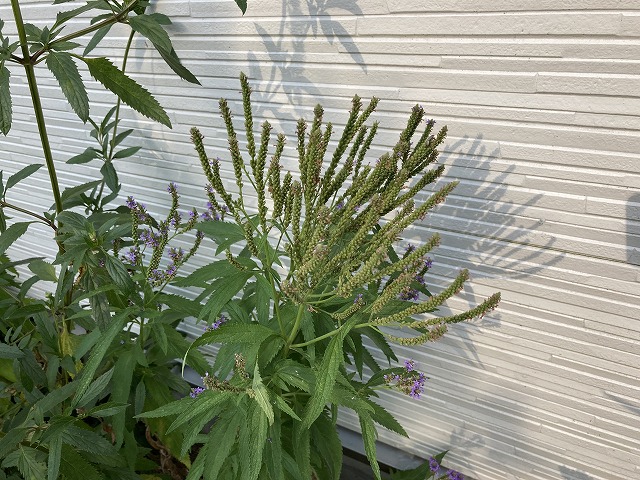 バーベナ・ハスタータ「ブルースパイヤー」　2022年７月２日