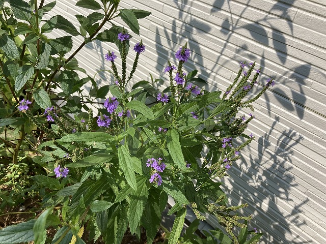 バーベナ・ハスタータ「ブルースパイヤー」　2022年８月９日