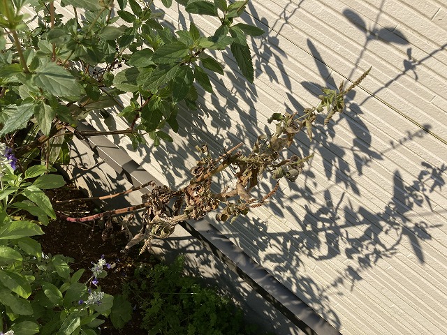 バーベナ・ハスタータ「ブルースパイヤー」　2022年10月23日