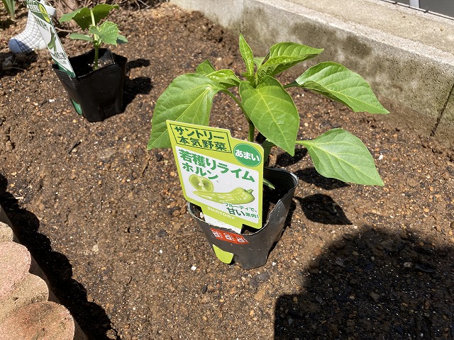 サントリー・グルメピーマン「若獲りライムホルン」 植え付け 5月3日