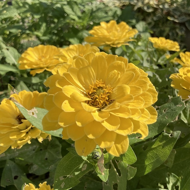 ジニア エレガンス 特徴 育て方 一年草 花 花壇 種類 プロフュージョン 比較 ヒャクニチソウ 百日草 冬越し 夏越し