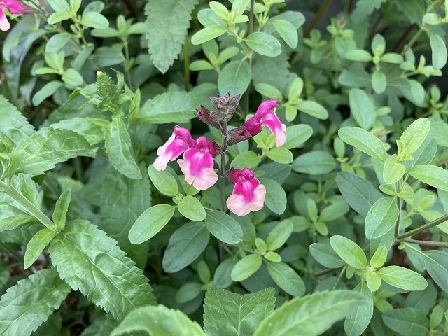 鮮やかなコントラストで長く咲く！ サルビア・ミラージュ「ローズバイ