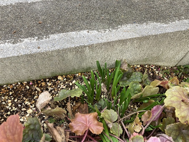 スイセン・ティタティタの芽吹き 2月15日