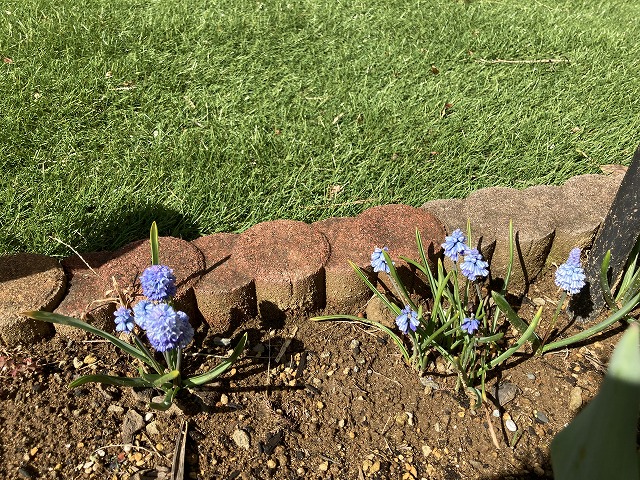ムスカリの開花 3月19日