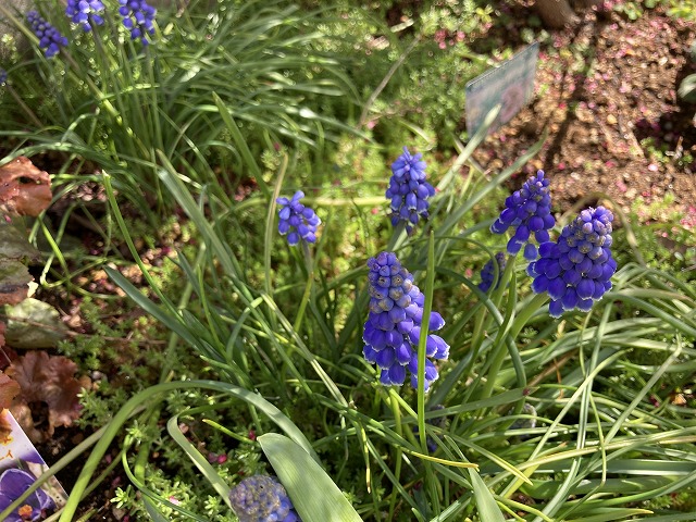 ムスカリの開花 3月19日