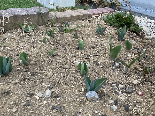 チューリップの芽吹き