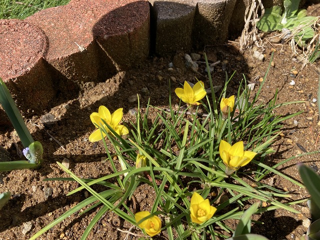 キバナハナニラの開花の始まり 3月19日