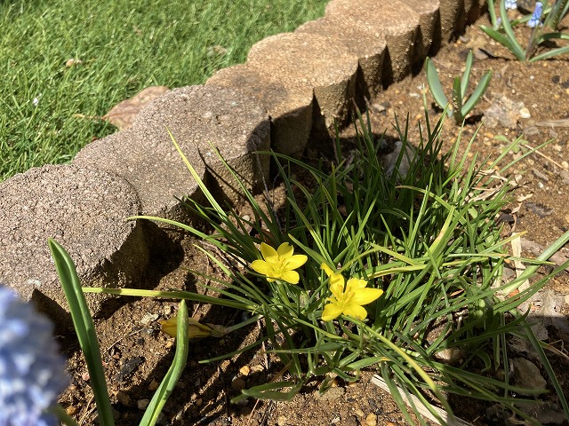 キバナハナニラの開花の始まり 3月19日