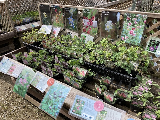 コピスガーデン 苗売り場 花苗売り場
