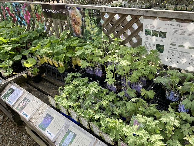 コピスガーデン 苗売り場 花苗売り場