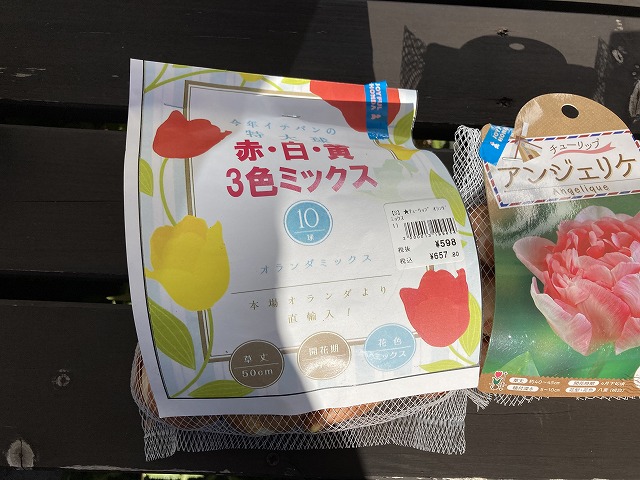 今回植えたチューリップの球根