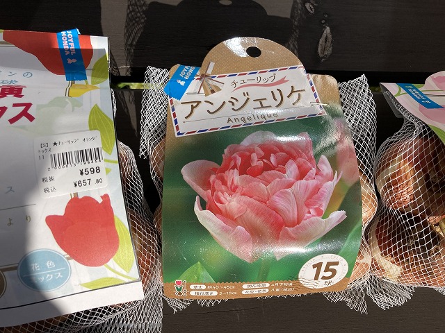 今回植えたチューリップの球根