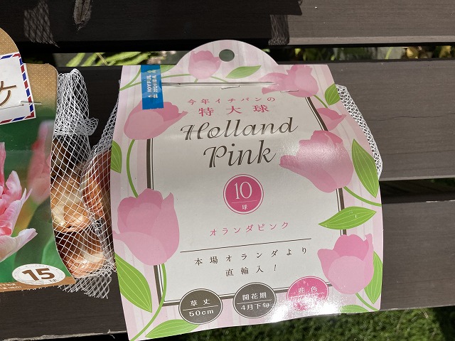 今回植えたチューリップの球根