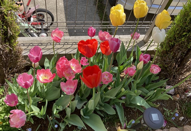 チューリップ 4月9日
