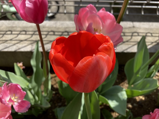 チューリップ 4月9日