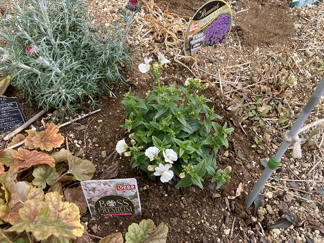 ネメシア「フェアリーマーブルピンク」（１年目）　２月６日