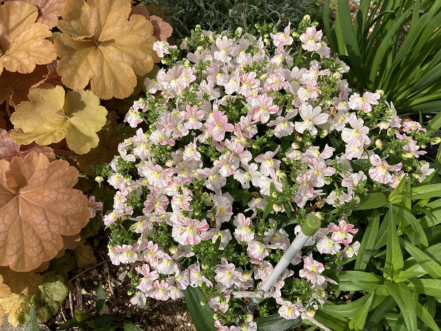 ネメシア「フェアリーマーブルピンク」（１年目）　４月13日