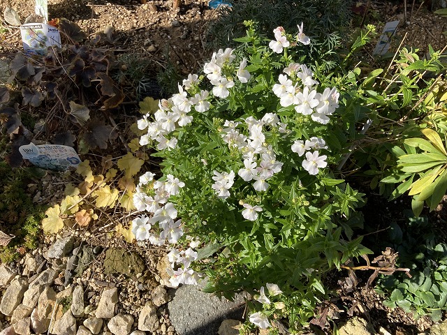 ネメシア「フェアリーマーブルピンク」（２年目）　１月４日