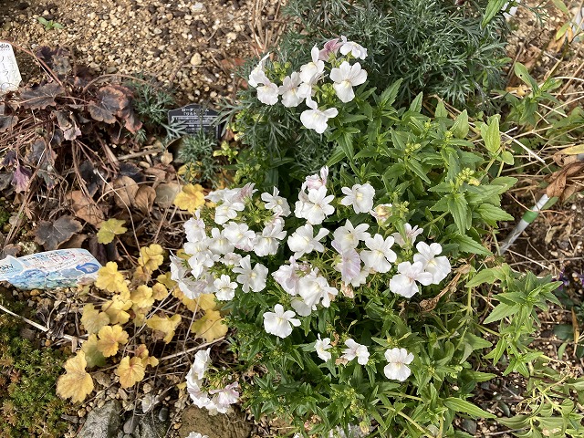 ネメシア「フェアリーマーブルピンク」（２年目）　２月15日