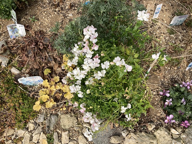 ネメシア「フェアリーマーブルピンク」（２年目）　３月５日　切り戻し