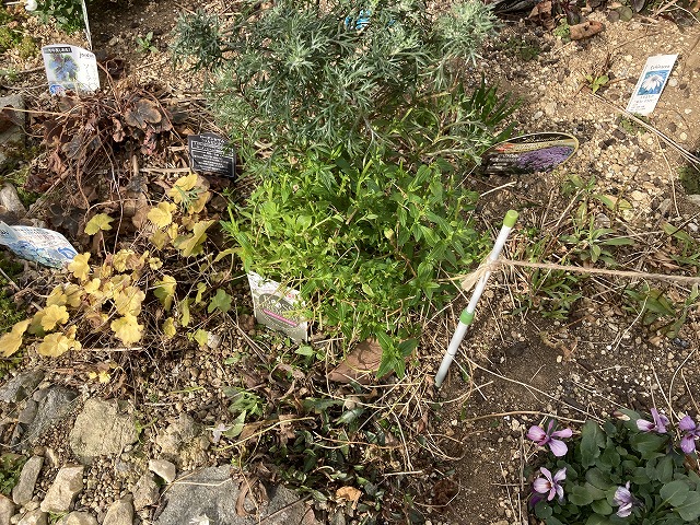 ネメシア「フェアリーマーブルピンク」（２年目）　３月５日　切り戻し