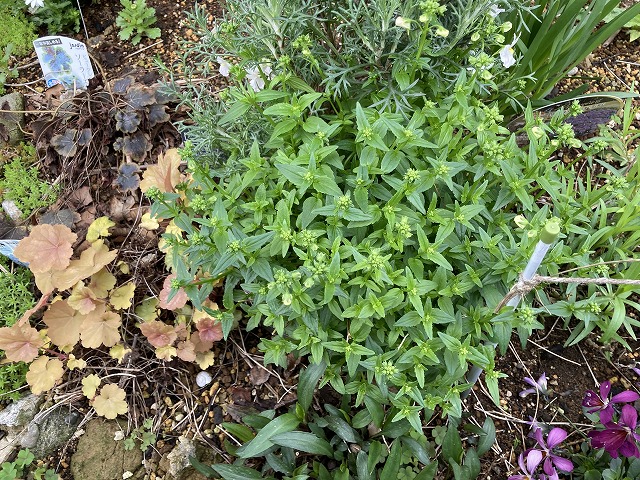 ネメシア「フェアリーマーブルピンク」（２年目）　３月27日