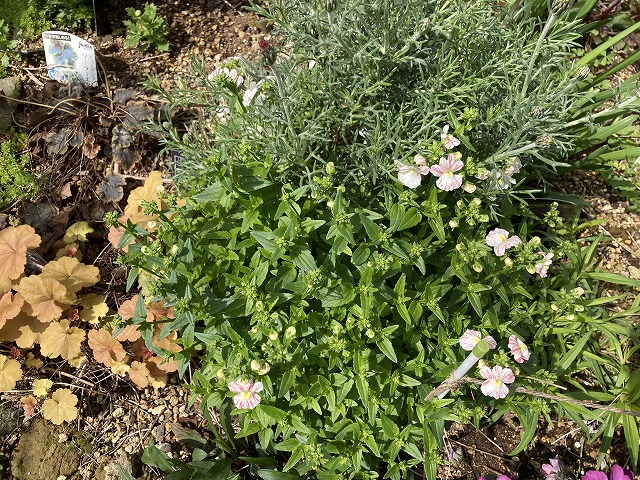 ネメシア「フェアリーマーブルピンク」（２年目）　３月31日