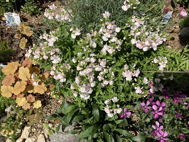 ネメシア「フェアリーマーブルピンク」（２年目）　４月９日