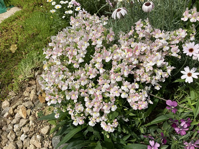 ネメシア「フェアリーマーブルピンク」（２年目）　４月23日