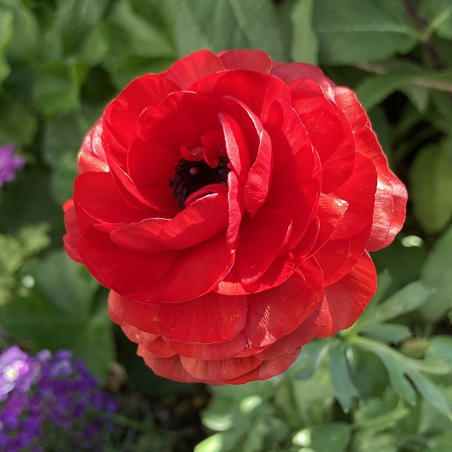 植えっぱなしで咲いた！ 2年目のラナンキュラス「綾リッチ」 - ズボラ