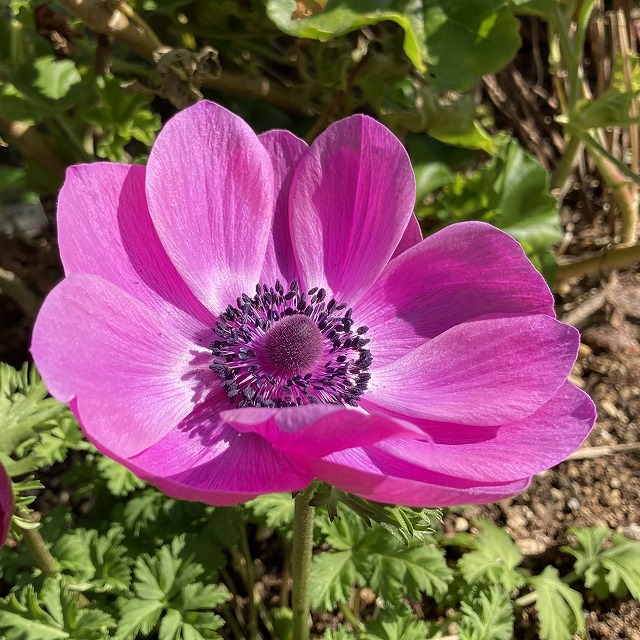 冬に咲く鮮やかな赤紫！ アネモネ・ポルト「極」開花記録 - ズボラな