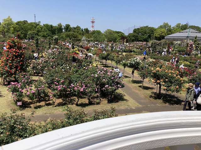 京成バラ園　ベルサイユのばらコーナーと、テラスからの眺め